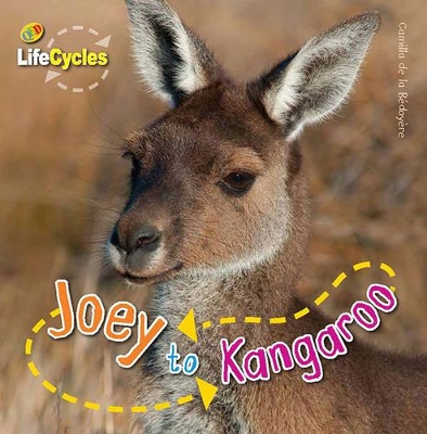 Lifecycles: Joey to Kangaroo book