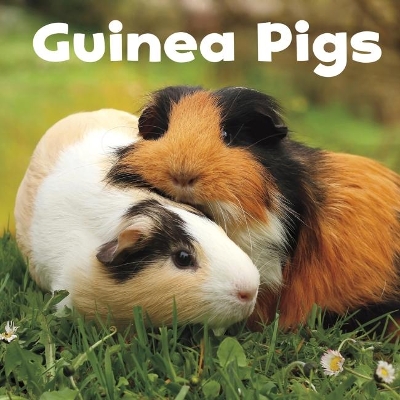 Guinea Pigs by Lisa J. Amstutz