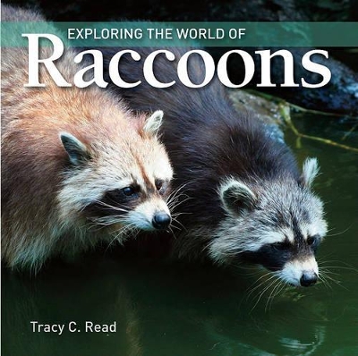 Exploring the World of Raccoons book