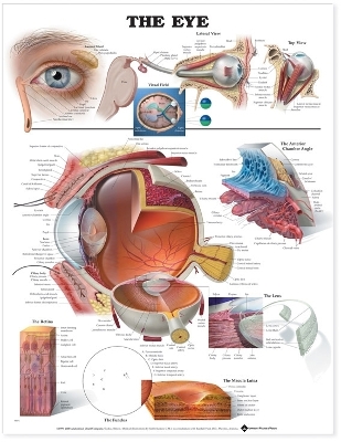 The Eye Anatomical Chart by Anatomical Chart Company