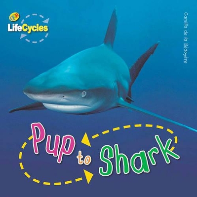 Lifecycles: Pup to Shark by Camilla de la Bedoyere