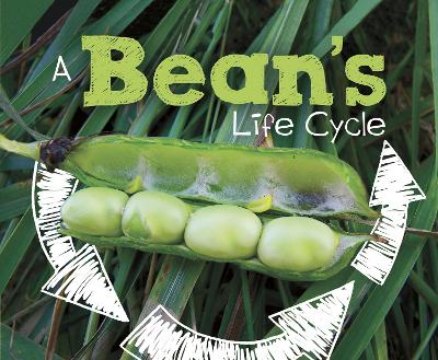 A Bean's Life Cycle by Mary R. Dunn
