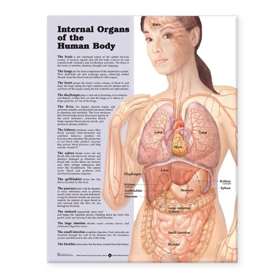 Internal Organs of the Human Body Anatomical Chart book