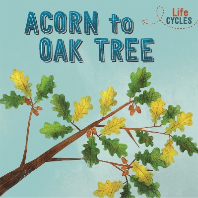 Life Cycles: Acorn to Oak Tree by Rachel Tonkin