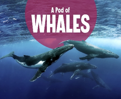 A Pod of Whales book