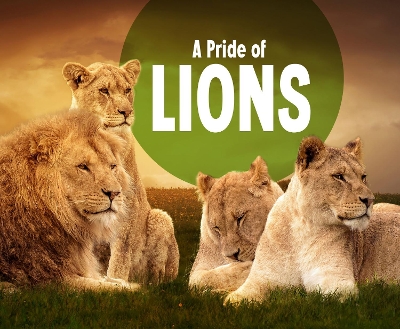 A Pride of Lions by Amy Kortuem