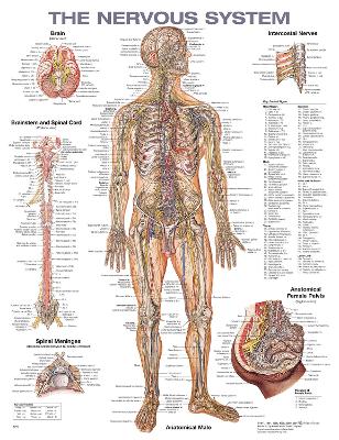 The Nervous System Anatomical Chart by Anatomical Chart Company