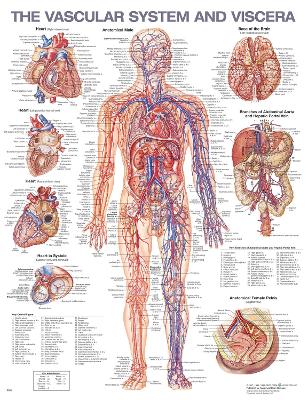 The Vascular System and Viscera Anatomical Chart book