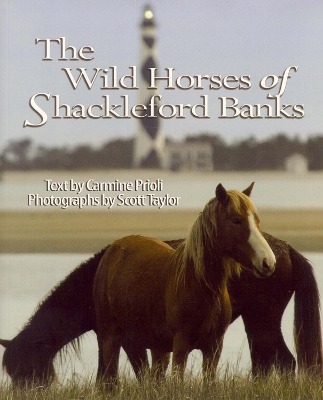 Wild Horses of Shackleford Banks by Carmine Prioli