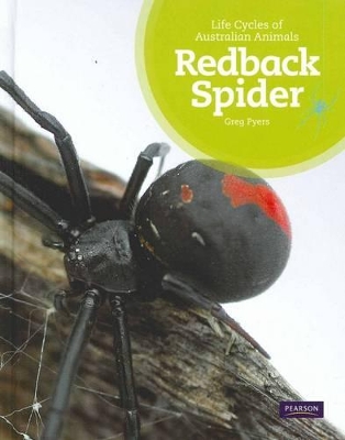 Redback Spider by Greg Pyers