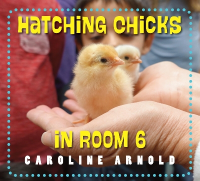 Hatching Chicks In Room 6 book