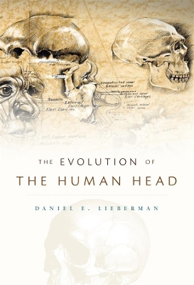 Evolution of the Human Head book