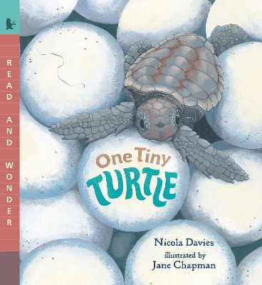 One Tiny Turtle by Jane Chapman