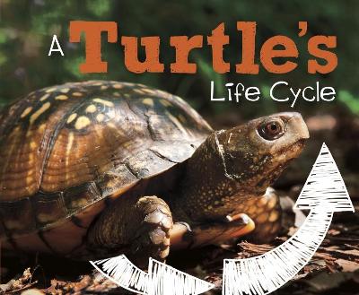 A A Turtle's Life Cycle by Mary R. Dunn