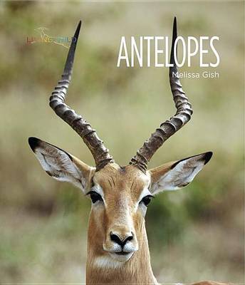 Antelopes by Melissa Gish