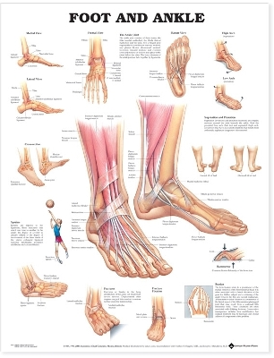 Foot and Ankle Anatomical Chart by Anatomical Chart Company