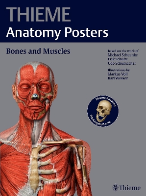 THIEME Anatomy Posters Bones and Muscles book