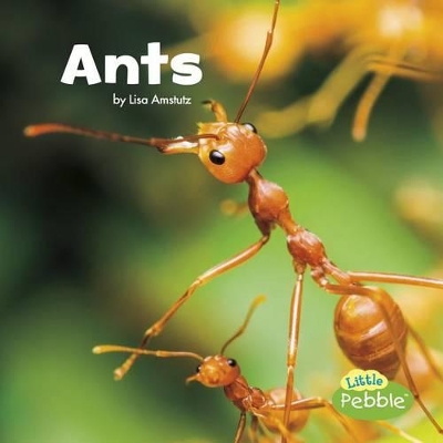 Ants by Lisa J Amstutz