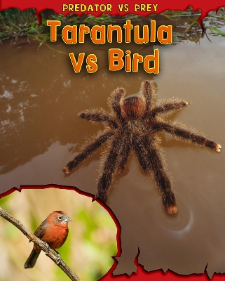 Tarantula vs Bird by Mary Meinking