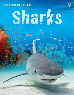 Sharks by Jonathan Sheikh-Miller