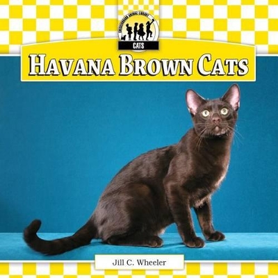 Havana Brown Cats by Jill C Wheeler