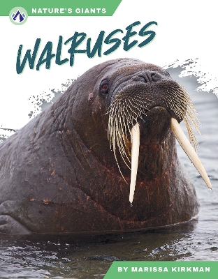 Walruses by Marissa Kirkman