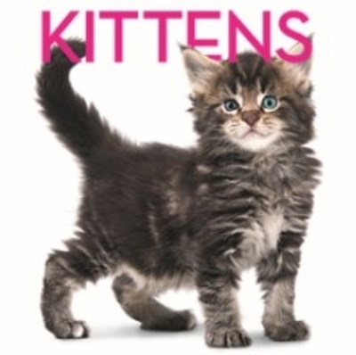 Kittens Cubebook book