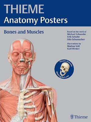 THIEME Anatomy Posters Bones and Muscles, Latin Nomeclature by Michael Schuenke