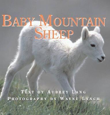 Baby Mountain Sheep book