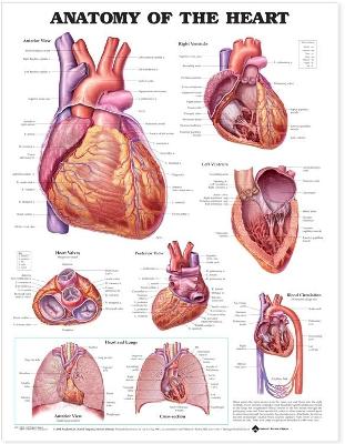 Anatomy of the Heart Anatomical Chart by Anatomical Chart Company