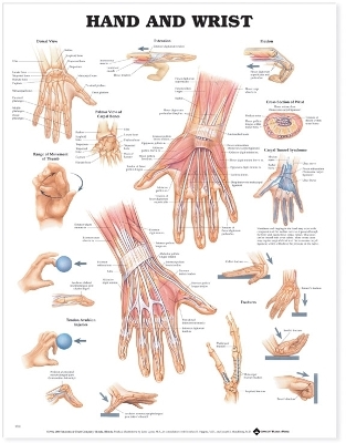 Hand and Wrist Anatomical Chart book