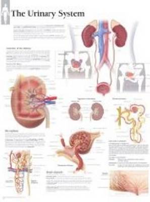 Urinary System Paper Poster book