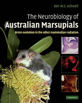 Neurobiology of Australian Marsupials book