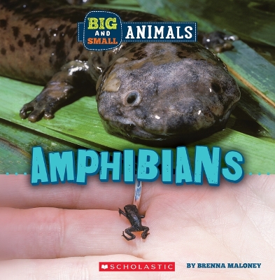 Amphibians (Wild World: Big and Small Animals) book