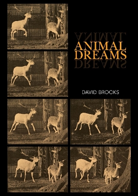 Animal Dreams book