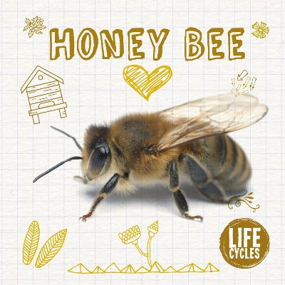 Life Cycle of a Honey Bee book