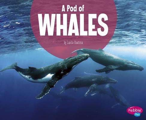 A Pod of Whales (Animal Groups) by Lucia Raatma