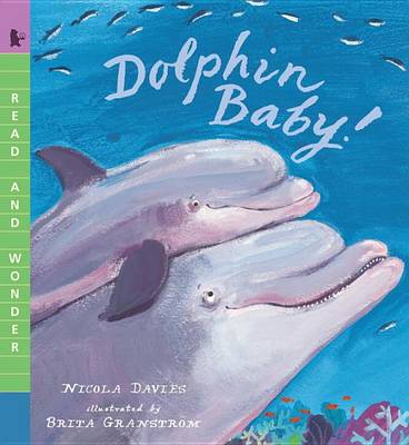 Dolphin Baby! by Nicola Davies