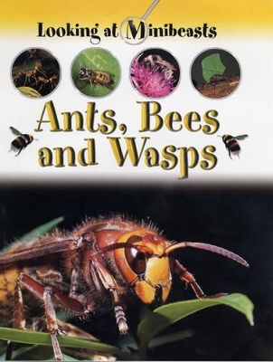 MINIBEASTS ANTS BEES & WASPS by Sally Morgan