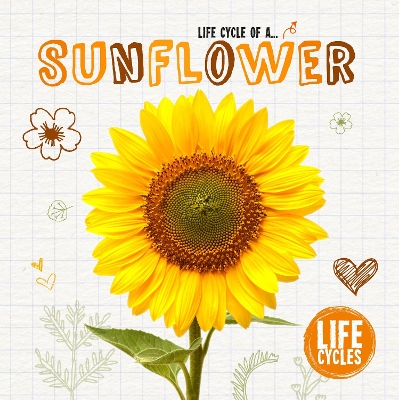 Life Cycle of a Sunflower book