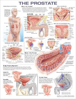 The Prostate Anatomical Chart book