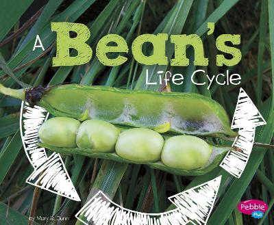 A Bean's Life Cycle by Mary R. Dunn