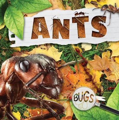 Ants by William Anthony