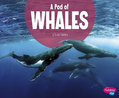 A Pod of Whales book