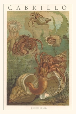 Vintage Journal Cabrillo, Hermit Crabs book