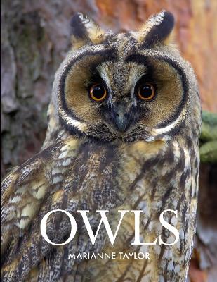 Owls by Marianne Taylor