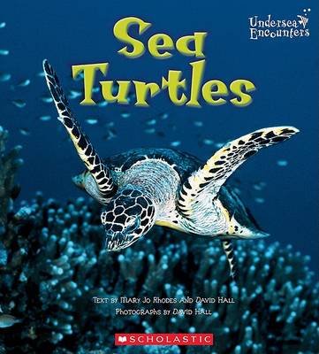 Sea Turtles book