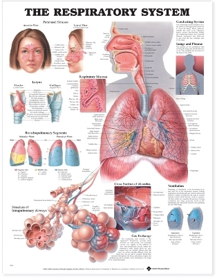 The Respiratory System Anatomical Chart by Anatomical Chart Company