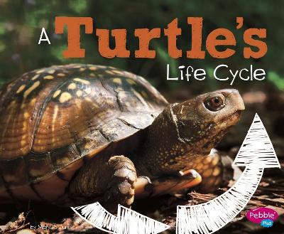 A Turtle's Life Cycle by Mary R. Dunn