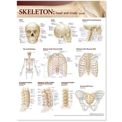 Lippincott Williams & Wilkins Atlas of Anatomy Skeletal System Chart: Head and Trunk book